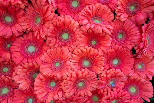 Fresh red daisies for the Pasadena Rose Parade floats.