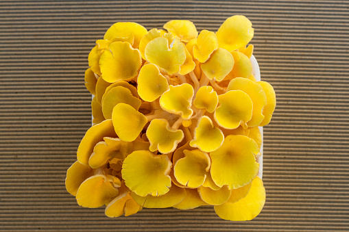 Bright yellow oyster mushrooms on a brown corrugated surface.