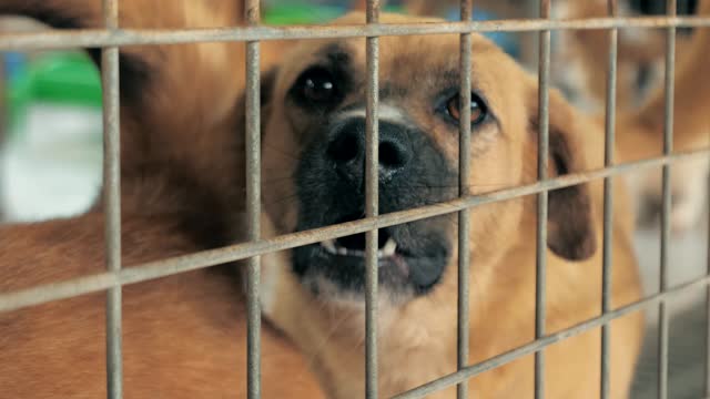 Portrait of barking mixed breed dog behind the fences. Dog in a shelter or an animal nursery. Shelter for animals concept.