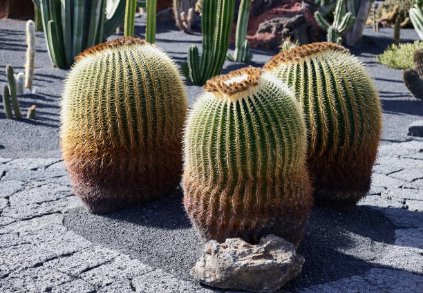 Echinocactus grusonii in the Guatiza Cactus Garden.
