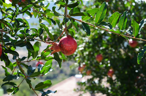 A single ripe pomegranate fruit hangs from the branch, bathed in sunlight, against a vibrant backdrop of green leaves and more fruits in soft focus. This image captures the essence of a fruitful harvest in the golden light of a sunny day.