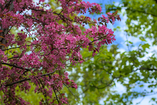 A Weeping Japanese Crabapple Tree in Full Bloom. Spring, city park. Kyiv.