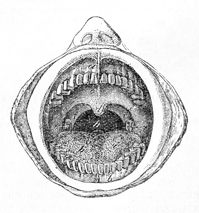 Human oral cavity, old vintage illustration. 1883