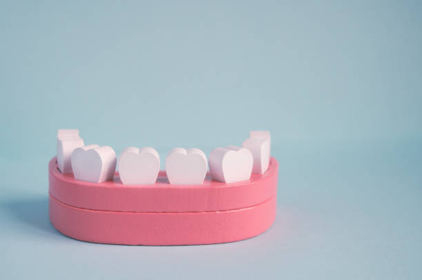istock Model of a jaw with teeth on a gray background. 2010811676