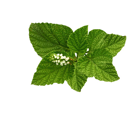 Heliotropium indicum or Indian heliotrope is widely used as a traditional medicine.