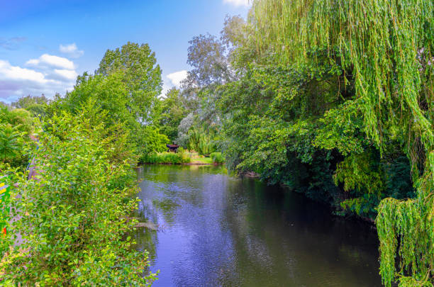 árvores verdes sobre o canal de água do rio somme. hortillonnages jardins flutuantes jardins flottants cursos d'água em terreno pantanoso pântano em amiens, departamento de somme, região de hauts-de-france, frança - photography branch tree day - fotografias e filmes do acervo