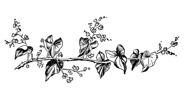 istock Sport and pastimes in 1889: Ivy 2010837008