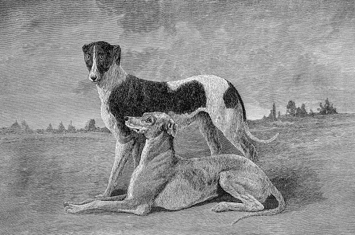 Sport and pastimes in 1889: Greyhounds