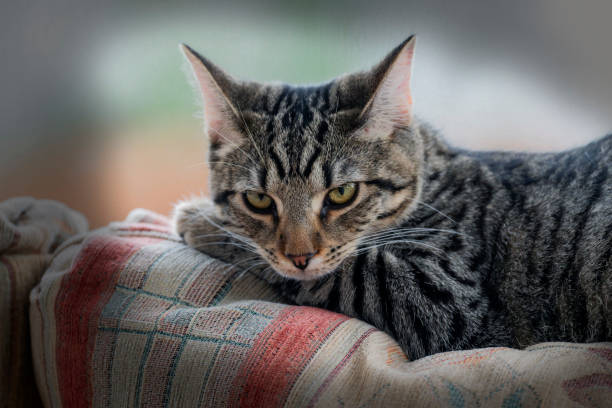 A cat peacefully napping on a striped cushion by the window