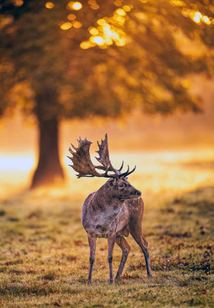 istock Fallow deer stag in the early morning light 2010847169