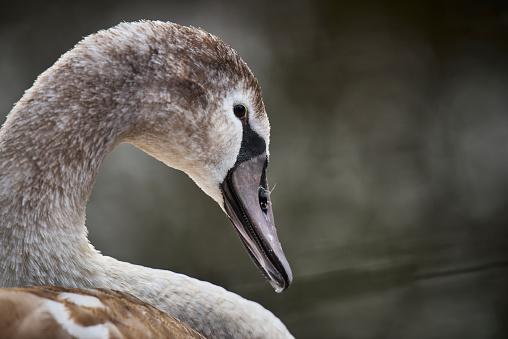 A Close-up shot of a cygnet charming face