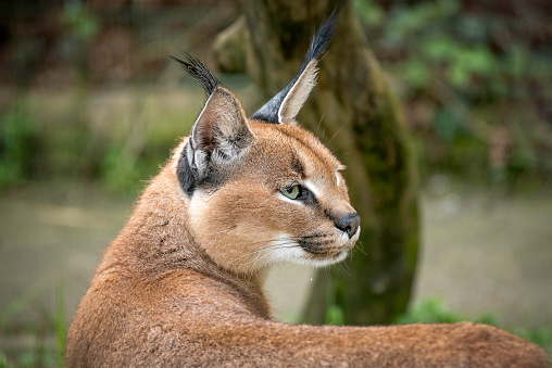 Caracal sitting outdoors on the grass