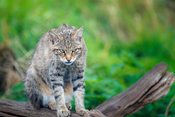 istock a cat standing on top of a log looking at the camera 2010847693