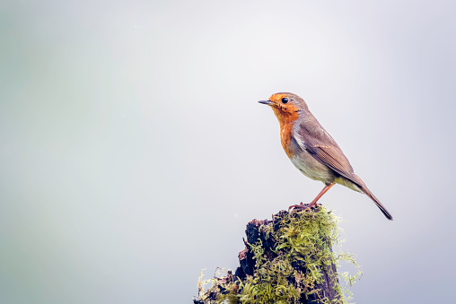 A Robin Eritacus rubella with vibrant orange feathers perched on top of a tree stump
