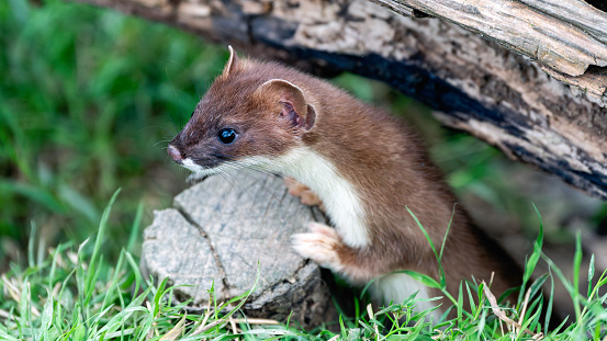 A Young stoat perched on log, searching for food