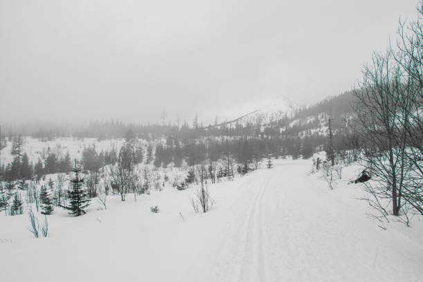 winter snowy landscape in fog, winter mountains in snow