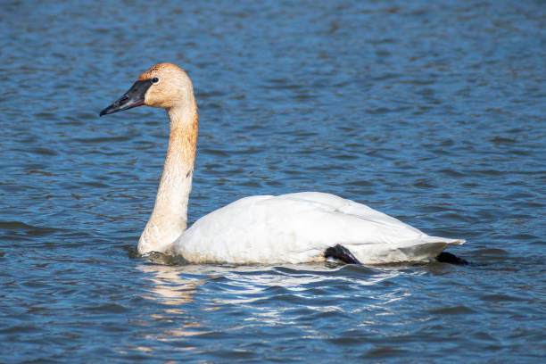 istock Trumpeter Swan (Cygnus buccinator) Swimming Close Up 2010883459