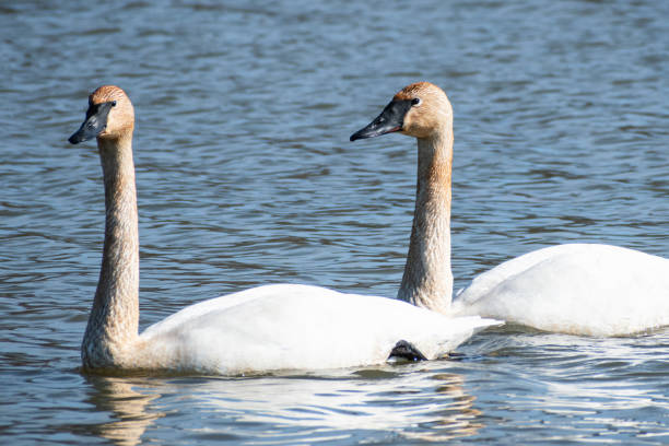 istock Trumpeter Swans (Cygnus buccinator) Swimming In Blue Water Close Up 2010883976