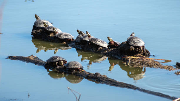istock Midland Painted Turtles (Chrysemys picta marginata) Basking On Wetland Logs 2010885942
