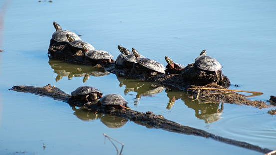 Midland Painted Turtles (Chrysemys picta marginata) Basking On Wetland Logs
