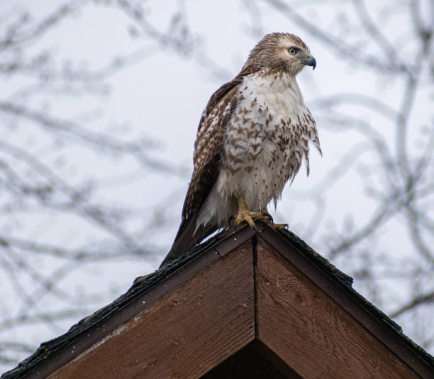 istock Immature Red-tailed Hawk (Buteo jamaicensis) Perched On Roof Side Profile 2010889028