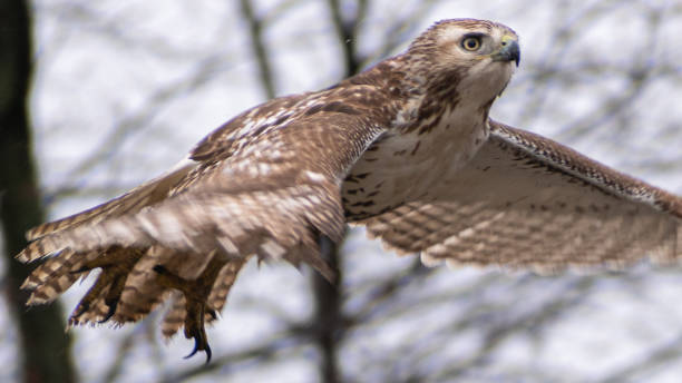 istock Immature Red-tailed Hawk (Buteo jamaicensis) Close Up Flying Wings Flapping Motion Blur Shot 2010891112