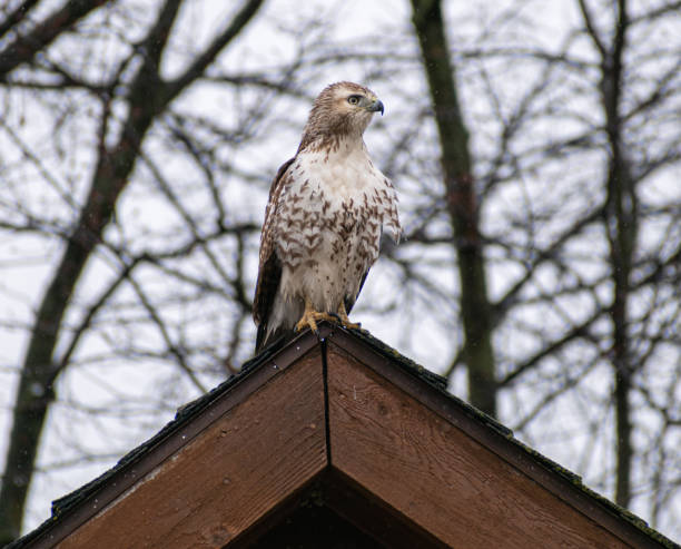 istock Immature Red-tailed Hawk (Buteo jamaicensis) Perched On Shed Roof On Snowy Day Looking Into DIstance 2010893224