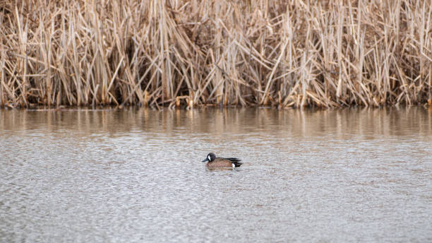 istock Blue-winged Teal (Spatula discors) Swimming In Grassy Wetland 2010896401