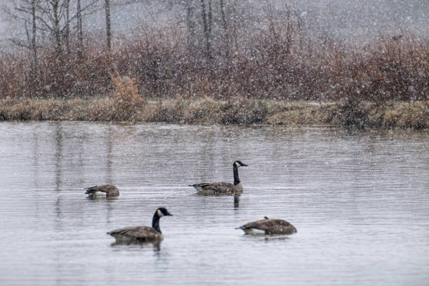 istock Four Canada Geese (Branta Canadensis) In Wetland During Snow Storm 2010896402