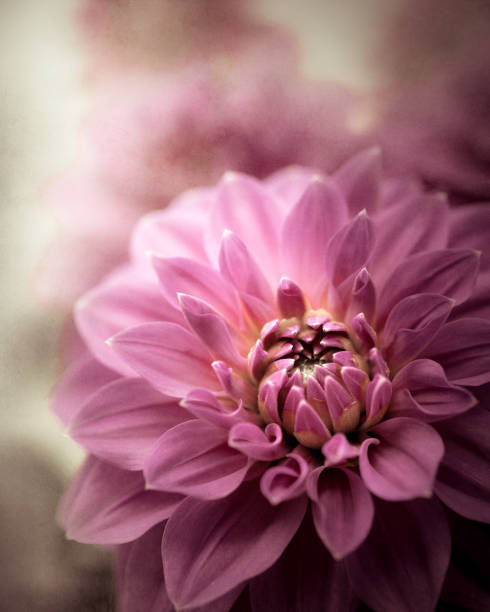 istock Vintage pink dahlia 2010899585