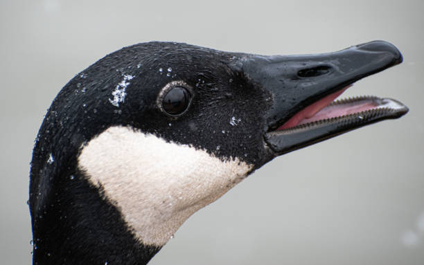 istock Canada Goose (Branta Canadensis) Face Close Up Honking In Snow Storm 2010903243