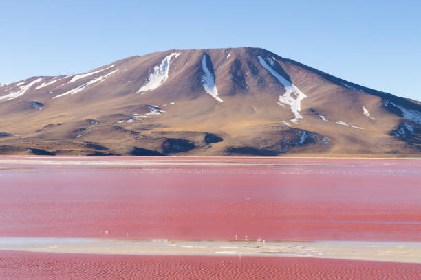 istock Laguna Colorada view, Bolivia 2010904320