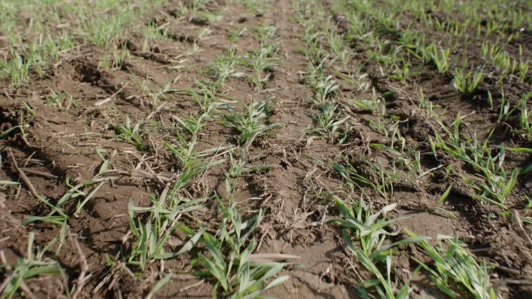 Soil compacted by tractor tires on field