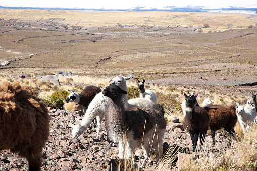 Bolivian llama breeding on Andean plateau,Bolivia