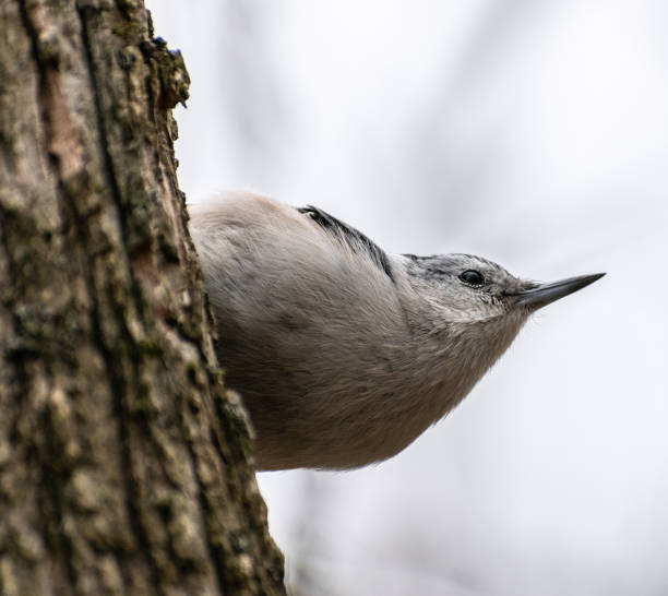 White-breasted Nuthatch (Sitta carolinensis) Close Up Perching On Side Of Tree Looking Up