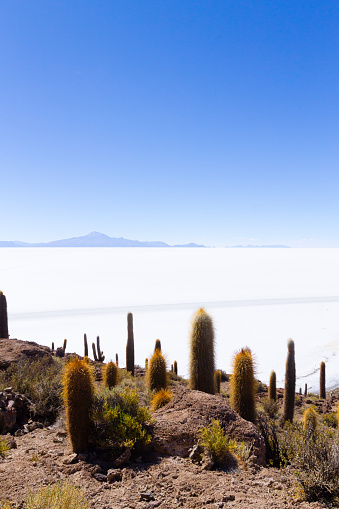 Salar de Uyuni view from Incahuasi island, Bolivia. Largest salt flat in the world. Bolivian landscape