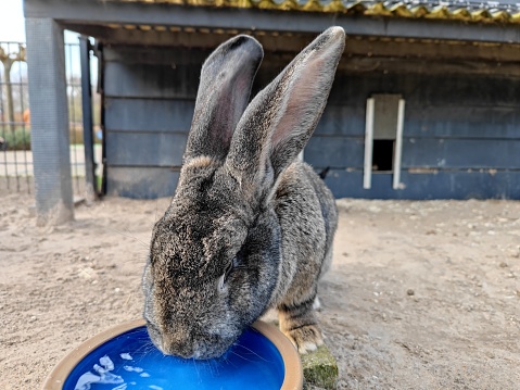 Flemish giant rabbit bunny drinks water from his drinking bowl that is outside in his cage at a petting zoo. There are no persons or trademarks in the shot.