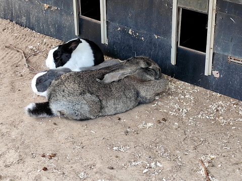 Flemish giant rabbit bunny lying down on the ground between other bunnies and rabbits that are outside in their cage at a petting zoo. There are no persons or trademarks in the shot.
