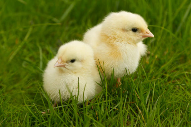 istock cute chickens sitting in the grass 2010940085