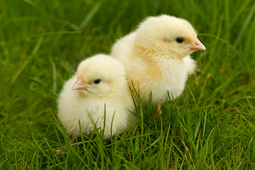 cute chickens sitting in the grass