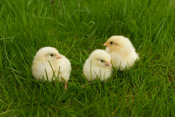 istock cute chickens sitting in the grass 2010941635
