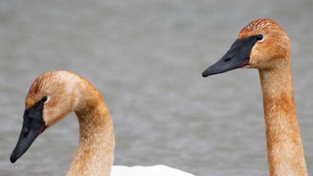 istock Trumpeter Swan (Cygnus buccinator) Mating Pair Close Up Of Faces With One Looking Down 2010944760