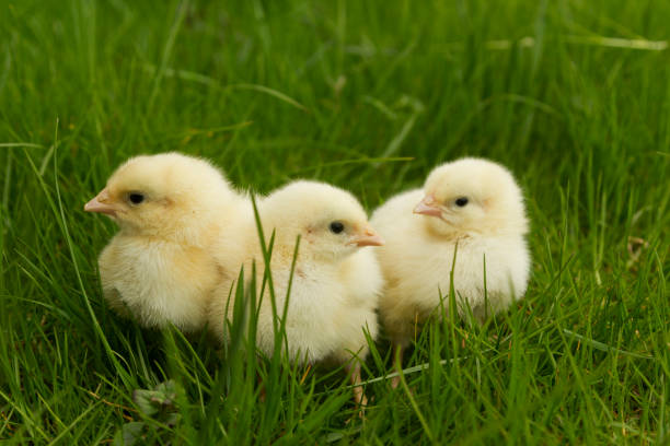istock cute chickens sitting in the grass 2010945822