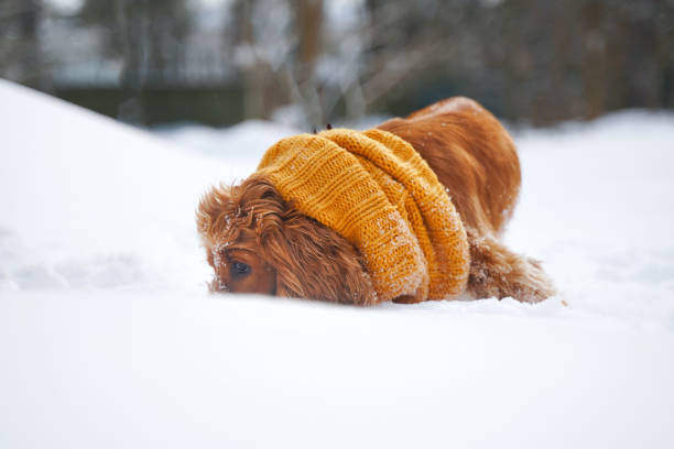 English Cocker Spaniel red dog dog digging under clear snow