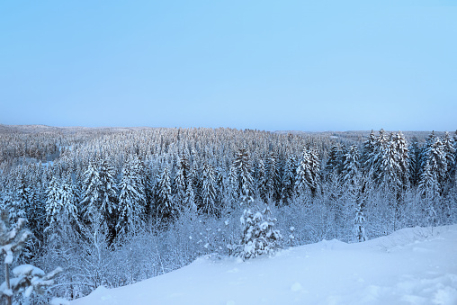 View of a snow-covered forest stretching beyond the horizon. Winter landscape with sunset colors.