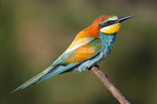 beautiful colorful bird, bee-eater sitting on a branch, spring, wildlife