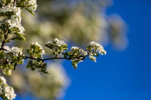 Pretty hawthorn blossom in the spring sunshine