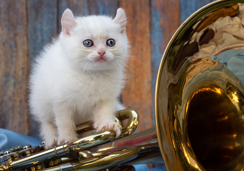 small purebred kitten with ears back and blue eyes sits on a musical instrument in the studio against the background of a wooden wall