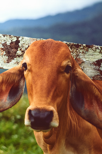 A closeup of a cow in a pasture, peering through a wire fence