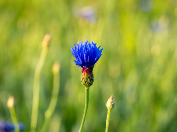 Close-up of a blue field flower on a field at sunset. Selective focus, side view, blurred background